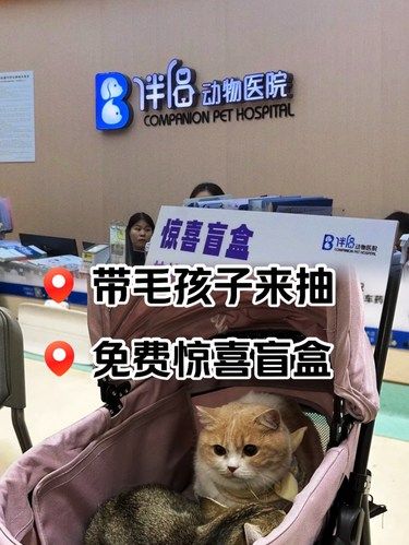 长沙｜带毛孩子抽免费惊喜盲盒啦‼️