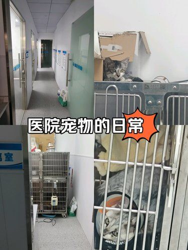 快看这里有家温馨宠物医院