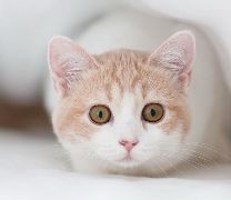 给猫起名字 没有什么难度