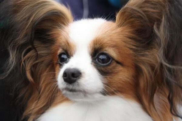 养什么宠物狗最好养?8种便宜好看又好养的犬种推荐