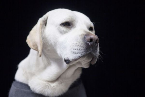 养什么宠物狗最好养?8种便宜好看又好养的犬种推荐