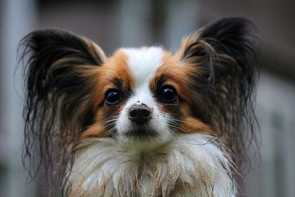 养什么宠物狗最好养?8种便宜好看又好养的犬种推荐