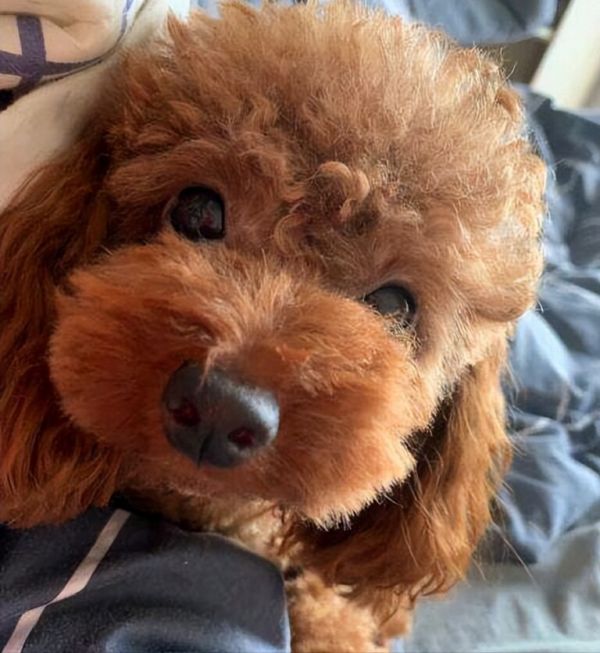 养什么宠物狗最好养?8种便宜好看又好养的犬种推荐