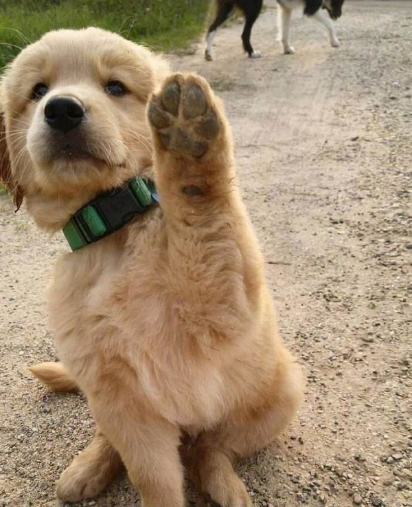 养什么宠物狗最好养?8种便宜好看又好养的犬种推荐
