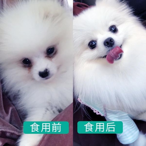 养什么宠物狗最好养?8种便宜好看又好养的犬种推荐