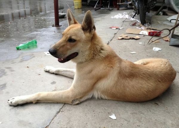 养什么宠物狗最好养?8种便宜好看又好养的犬种推荐