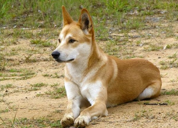 养什么宠物狗最好养?8种便宜好看又好养的犬种推荐