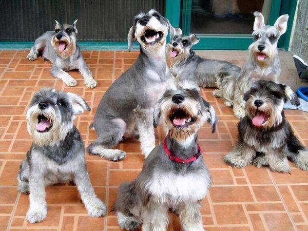 养什么宠物狗最好养?8种便宜好看又好养的犬种推荐