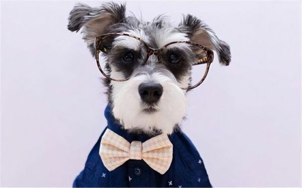 养什么宠物狗最好养?8种便宜好看又好养的犬种推荐