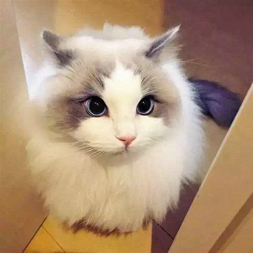云养猫云养狗是什么意思?人一辈子不养宠物会不会遗憾?