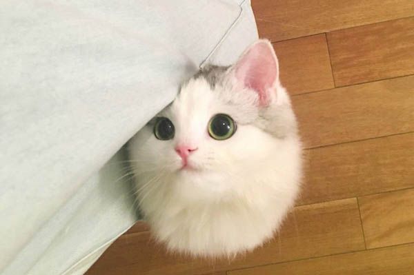 云养猫云养狗是什么意思?人一辈子不养宠物会不会遗憾?