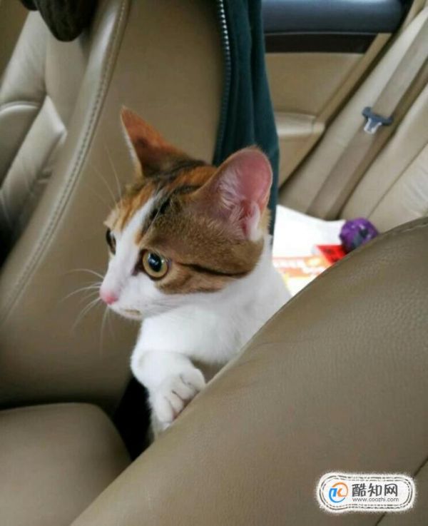 怎样正确溜猫咪