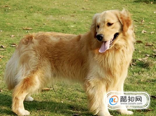 教你几招怎么怎么看金毛纯不纯