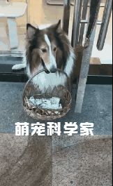 商场不让带宠物进去，宠主把狗狗栓门口站街，出来一看差点笑疯了