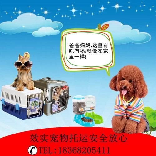 成都宠物托运公司哪家比较好用一点（成都宠物运输比较可靠的公司）