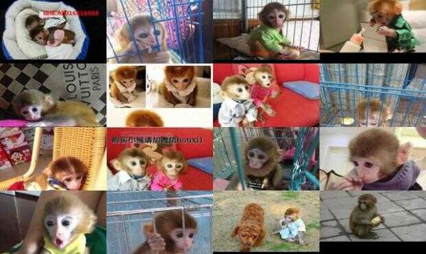 宠物猴子价格