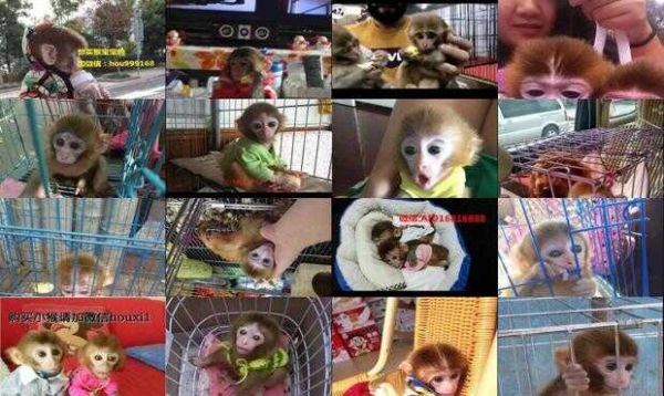 猴子宠物专卖店地址