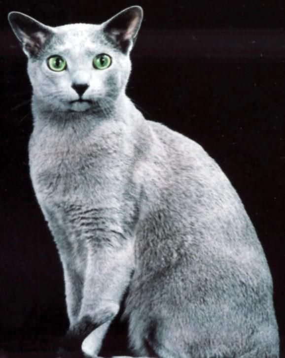 世界最贵十大猫咪 