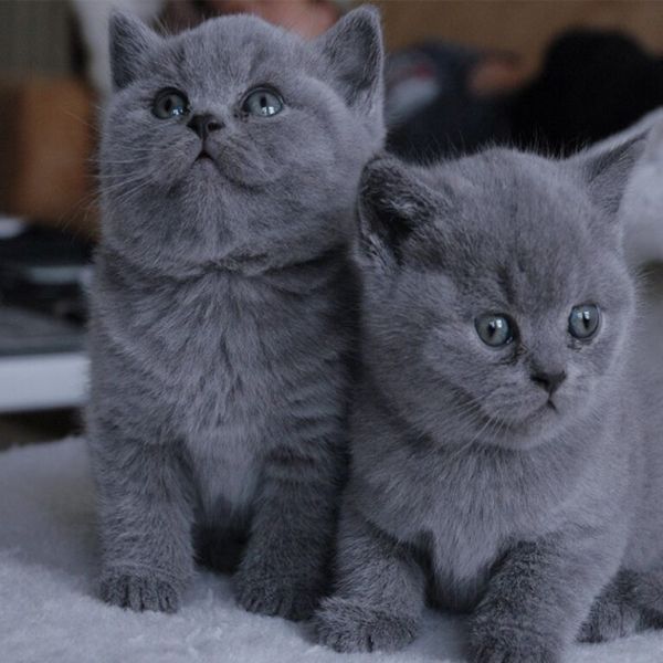 世界最贵十大猫咪 