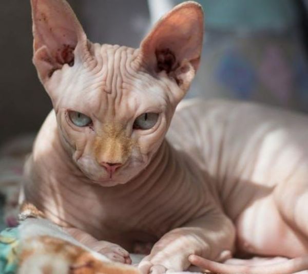 世界最贵十大猫咪 