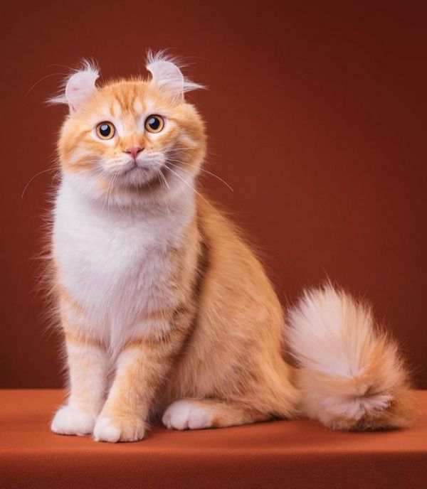 世界最贵十大猫咪 