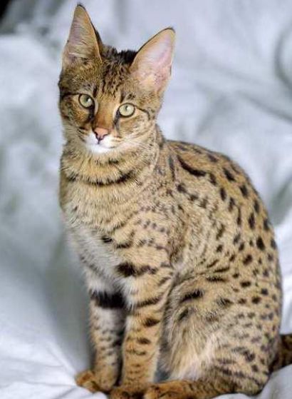 世界最贵十大猫咪 