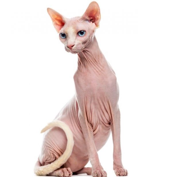 世界最贵十大猫咪 