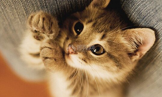 宠物猫