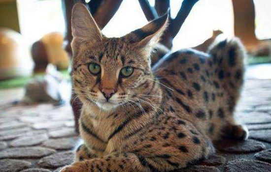 十大名贵猫 你的猫足够名贵吗？
