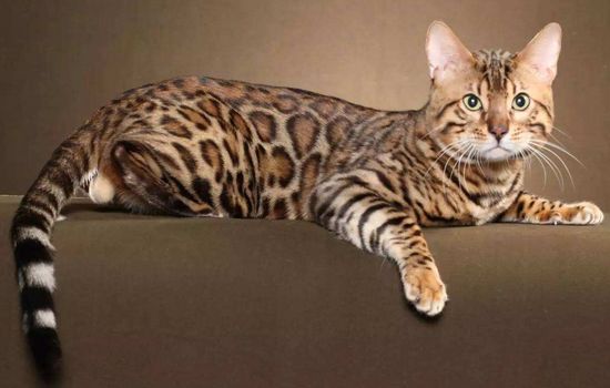 十大名贵猫 你的猫足够名贵吗？