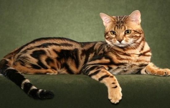 十大名贵猫 你的猫足够名贵吗？