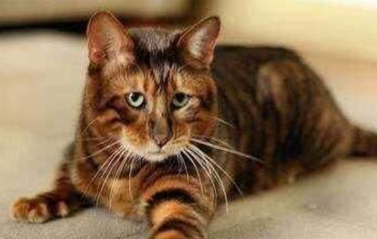 十大名贵猫 你的猫足够名贵吗？