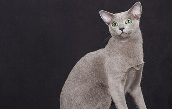 十大名贵猫 你的猫足够名贵吗？