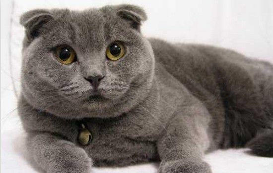 十大名贵猫 你的猫足够名贵吗？