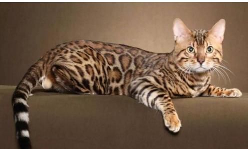 世界十大最贵的猫咪品种排行榜 第一竟然要61万人民币！