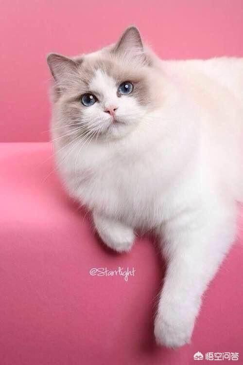 宠物猫品种和价格图片（品种猫图片及价格）-第8张图片