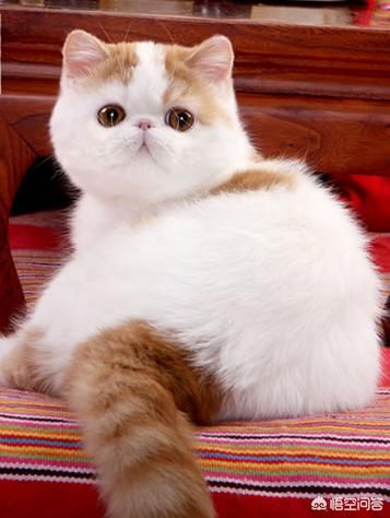 宠物猫品种和价格图片（品种猫图片及价格）-第6张图片