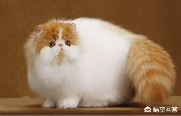 宠物猫品种和价格图片（品种猫图片及价格）-第7张图片