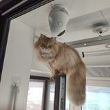 十七是只猫
