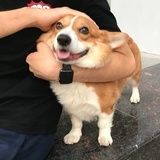 冬天里的小小葱