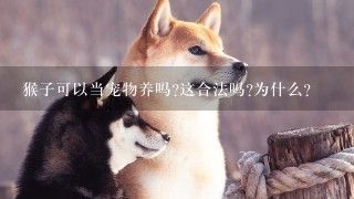 猴子可以当宠物养吗?这合法吗?为什么?