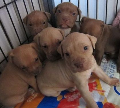 贵阳宠物犬金毛犬批发