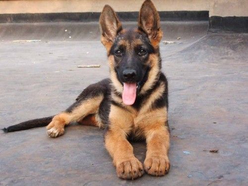 贵阳宠物犬金毛犬批发