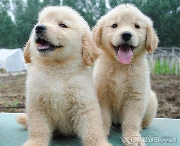 贵阳宠物犬金毛犬批发