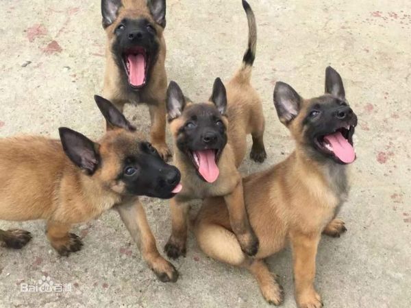 贵阳宠物犬金毛犬批发