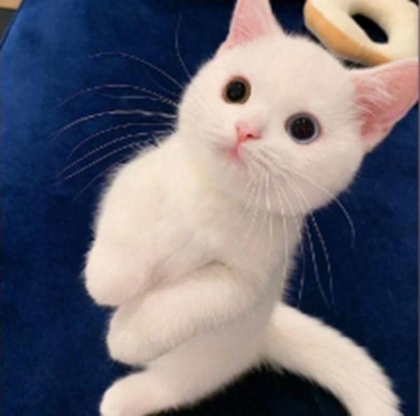 呆萌可爱猫咪头像图1