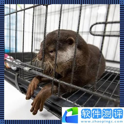 养宠新潮流