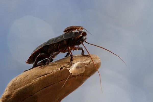 人类对蟑螂的误解，蟑螂家族也有高颜值，还可以当宠物