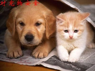家有宠物如何灭蟑螂好