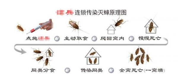 家有宠物如何灭蟑螂好